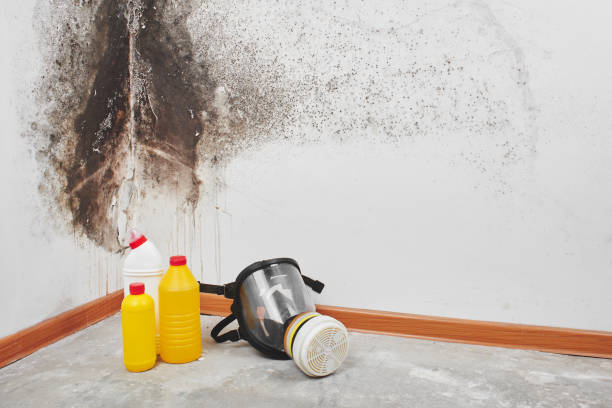 Best Black Mold Removal  in Forest Meadows, CA