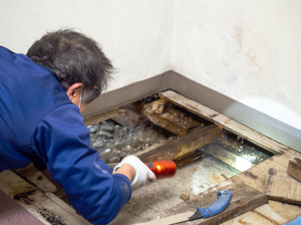 Forest Meadows, CA Mold Removal Company