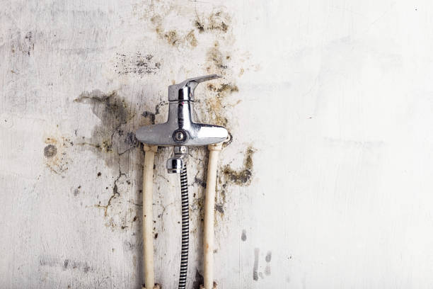 Best Mold Removal Specialists  in Forest Meadows, CA