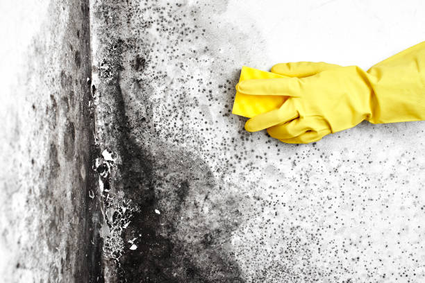 Mold Removal Process in Forest Meadows, CA