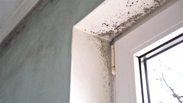 Best Toxic Mold Removal  in Forest Meadows, CA
