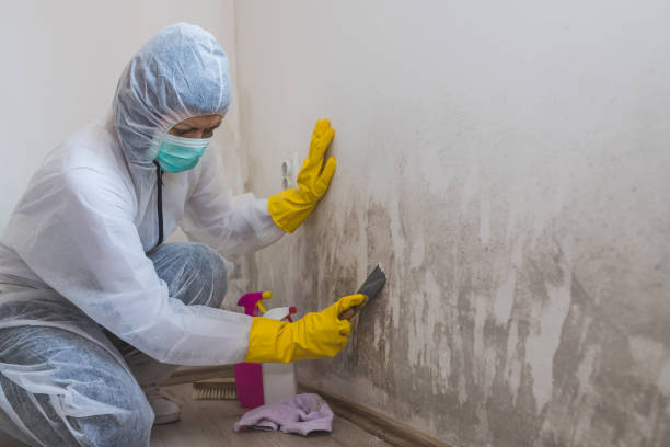 Attic Mold Removal in Forest Meadows, CA
