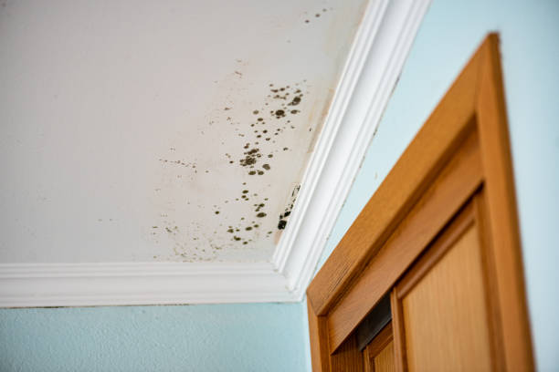 Best Residential Mold Removal  in Forest Meadows, CA