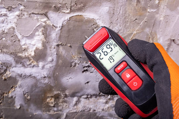 Best Best Mold Removal Companies  in Forest Meadows, CA