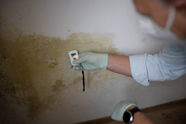 Best Mold Testing  in Forest Meadows, CA