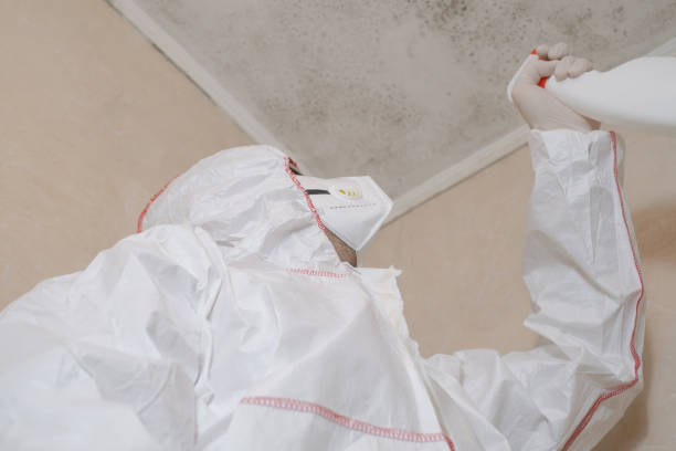 Home Mold Removal in Forest Meadows, CA