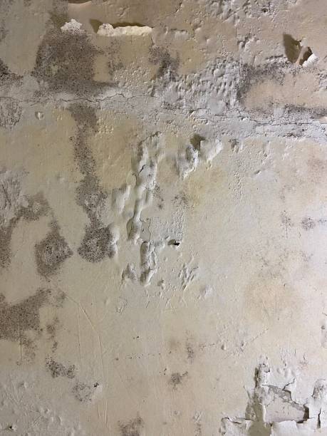 Best Mold Remediation  in Forest Meadows, CA