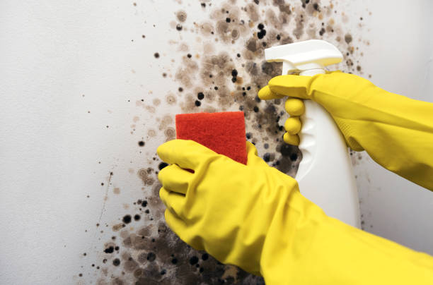 Best Best Mold Removal Companies  in Forest Meadows, CA