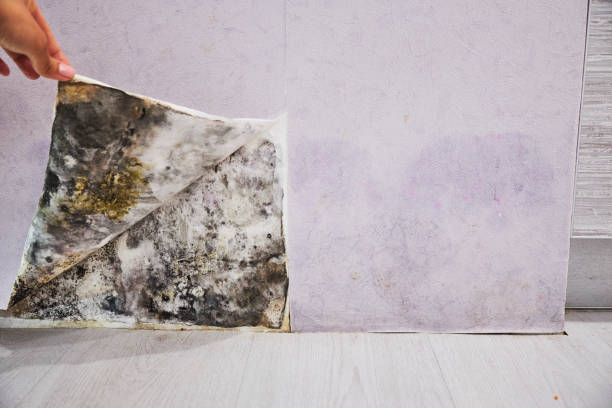 Mold Removal and Inspection in Forest Meadows, CA